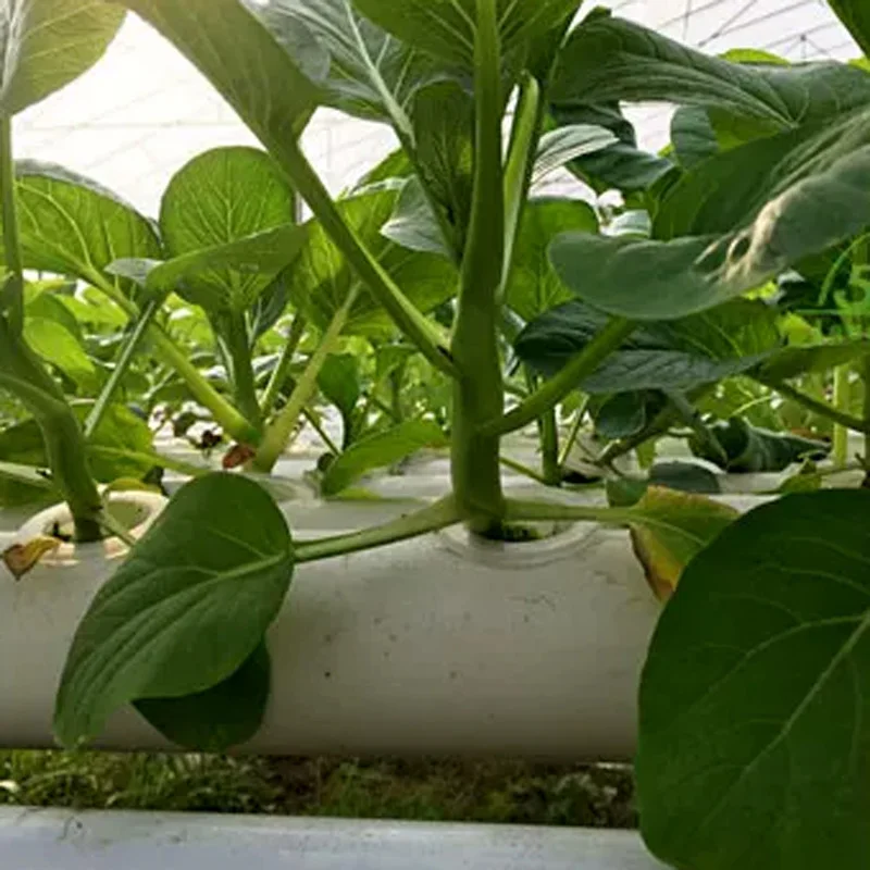 Hydroponic Kit - Kit de Sistema de Cultivo Sem