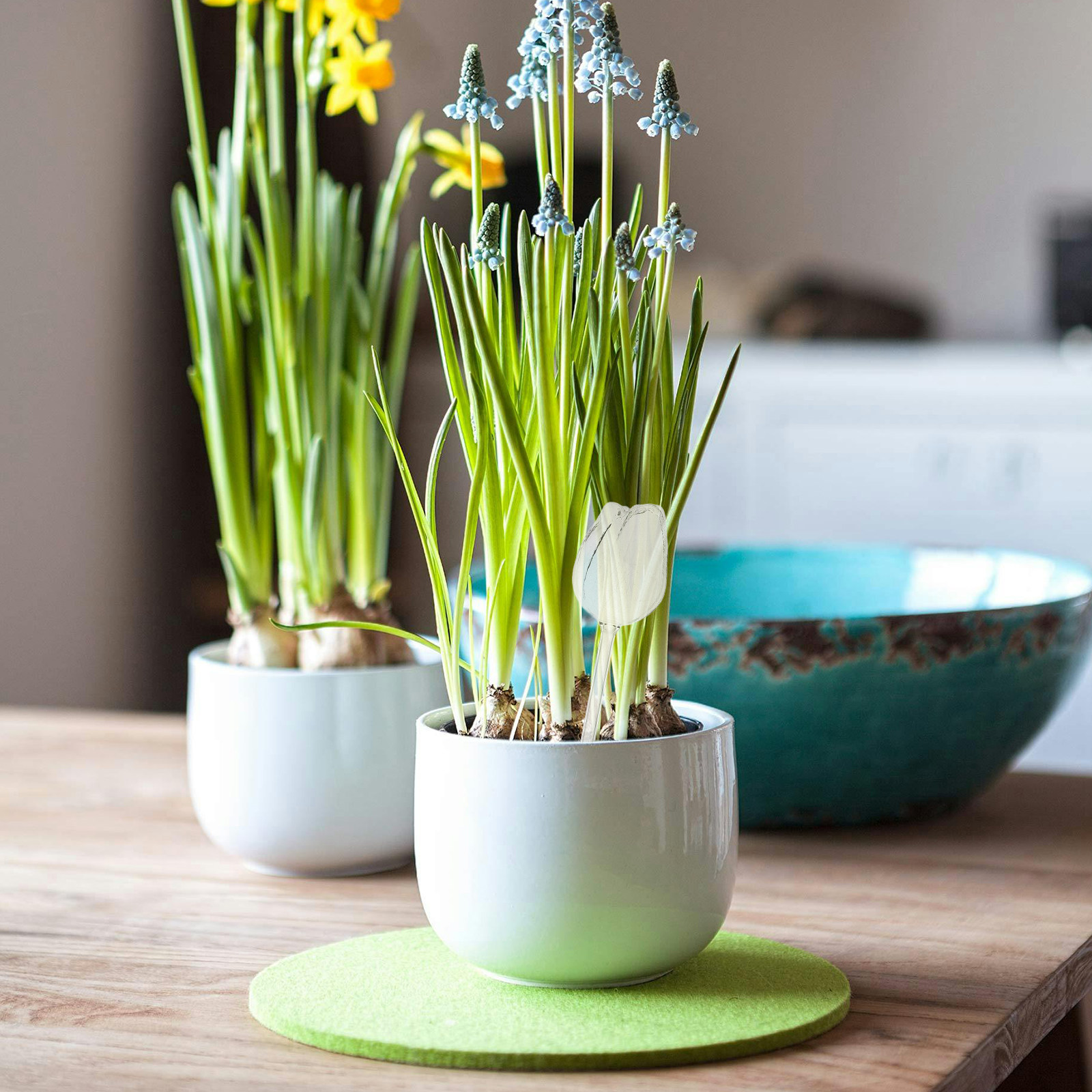 2 unidades de globos de rega e - Self Watering Planter avaliação e preço