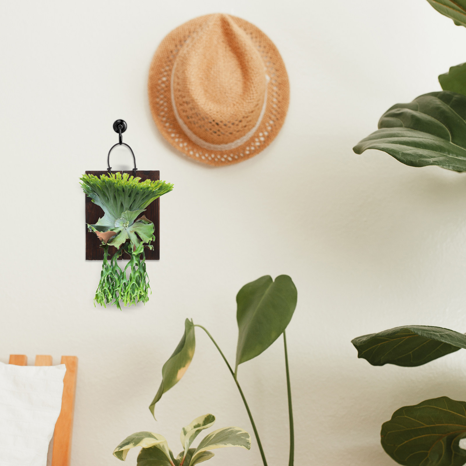 Placa de Montagem para Feto de - Vertical Planter avaliação e preço