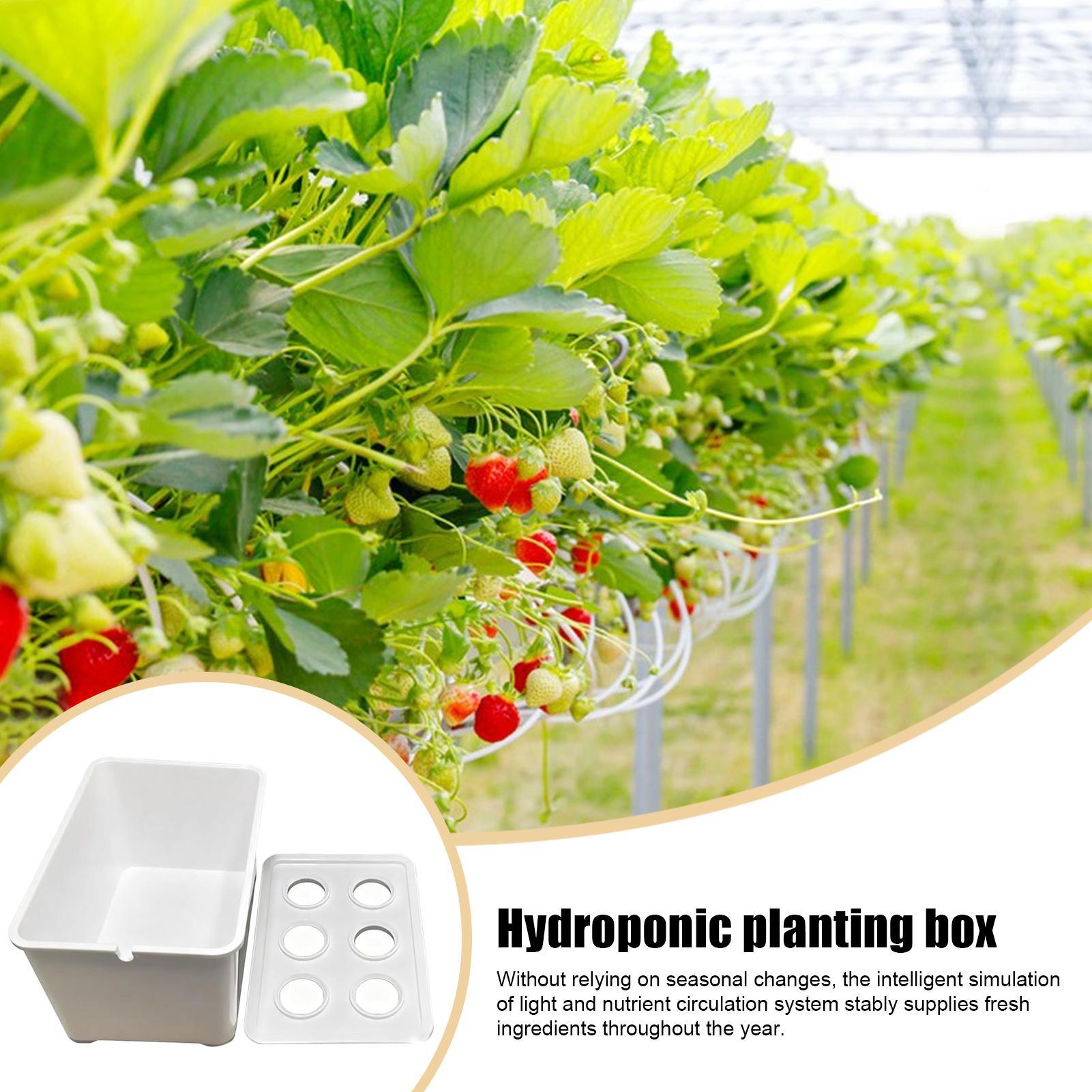 Kit de plantio hidropônico par - Hydroponic Kit avaliação e preço