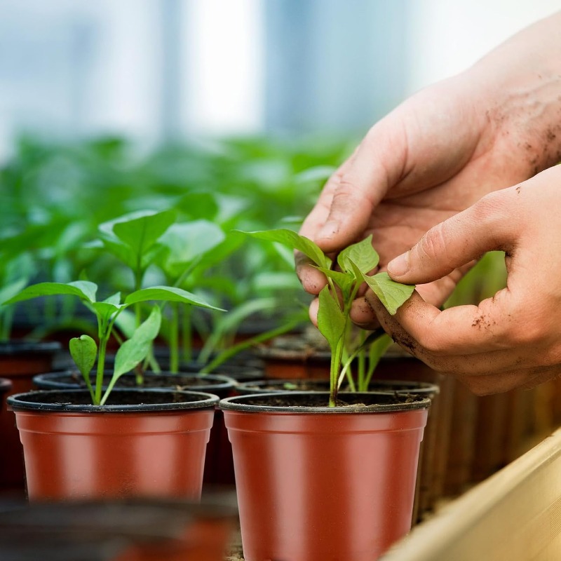 100/20x Vasos de Sementeira Pr - Seed Starter Tray avaliação e preço